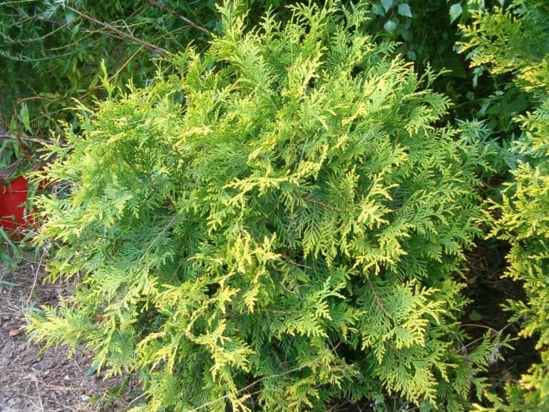 Z czego żywopłot zimozielony? Najlepsze rośliny na zimę