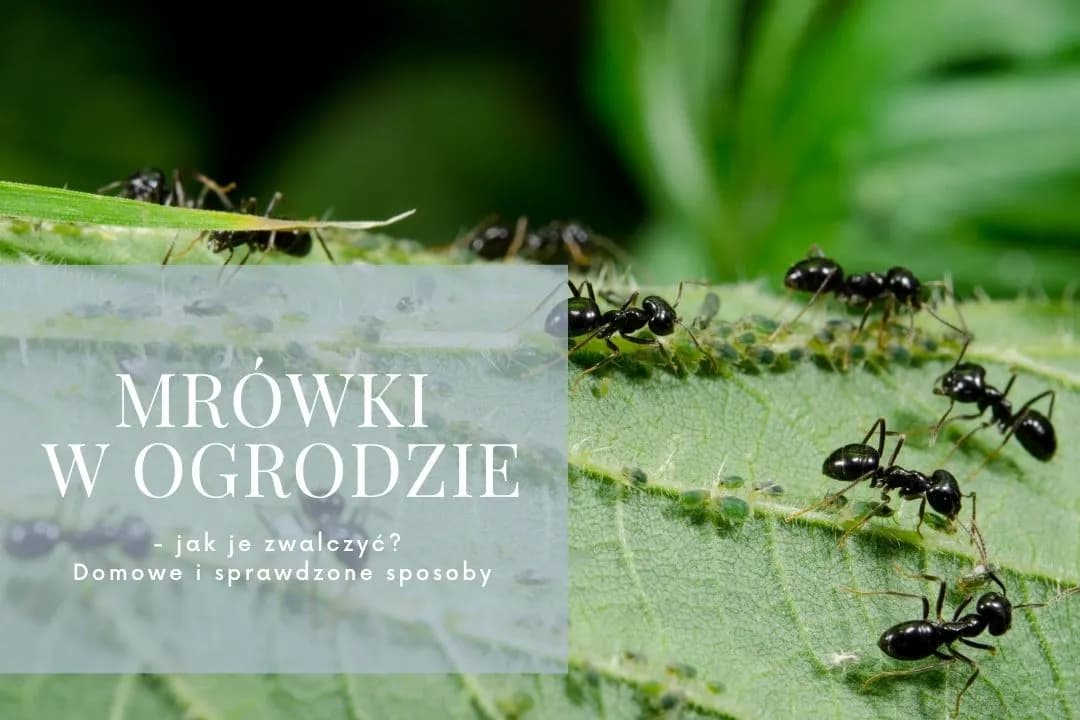 Jak skutecznie zwalczyć mrówki w ogrodzie domowymi sposobami bez chemii
