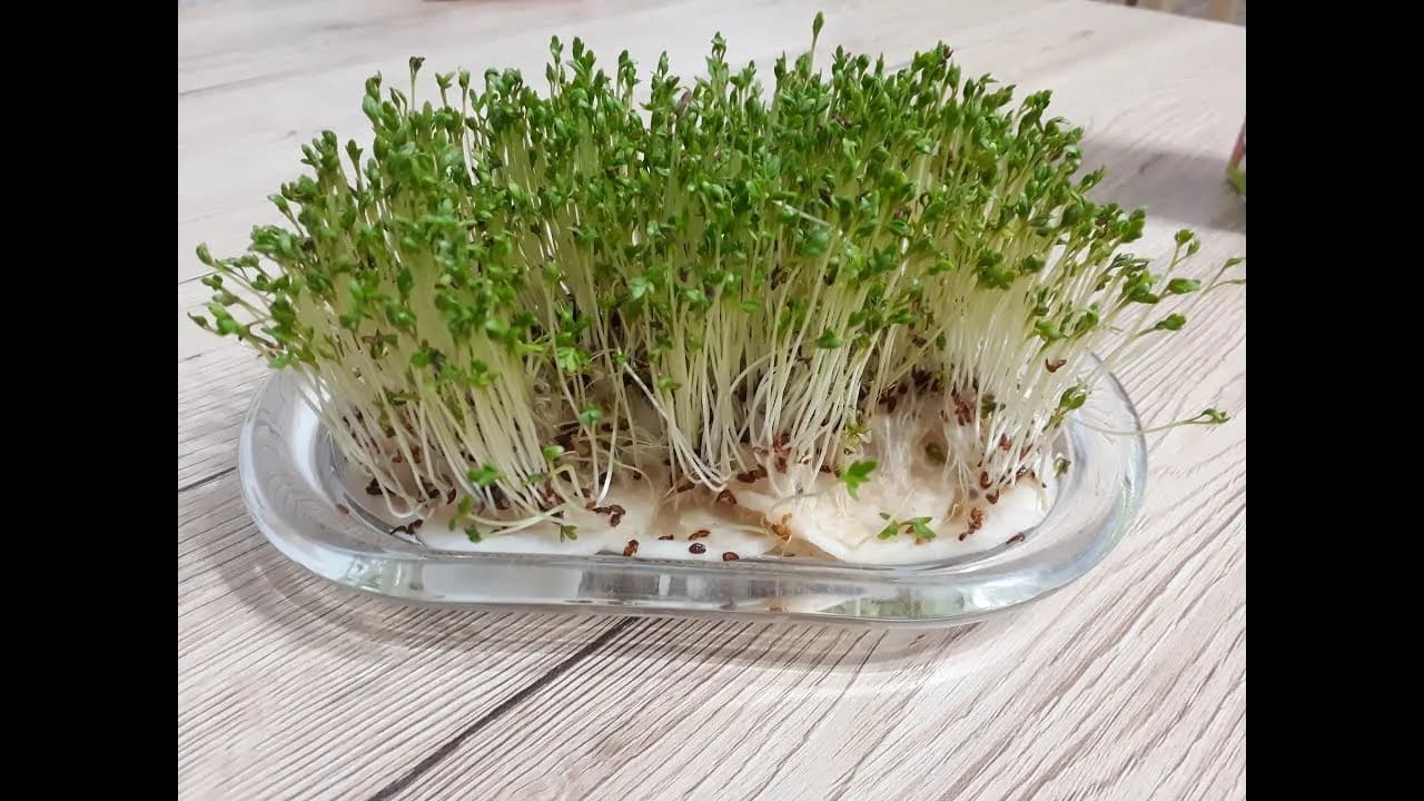 Jak posadzić rzeżuchę w prosty sposób i cieszyć się świeżymi ziołami