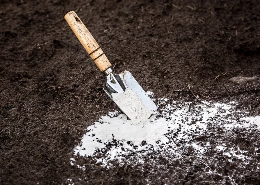 Jak prawidłowo stosować dolomit w ogrodzie, aby poprawić glebę i uniknąć błędów