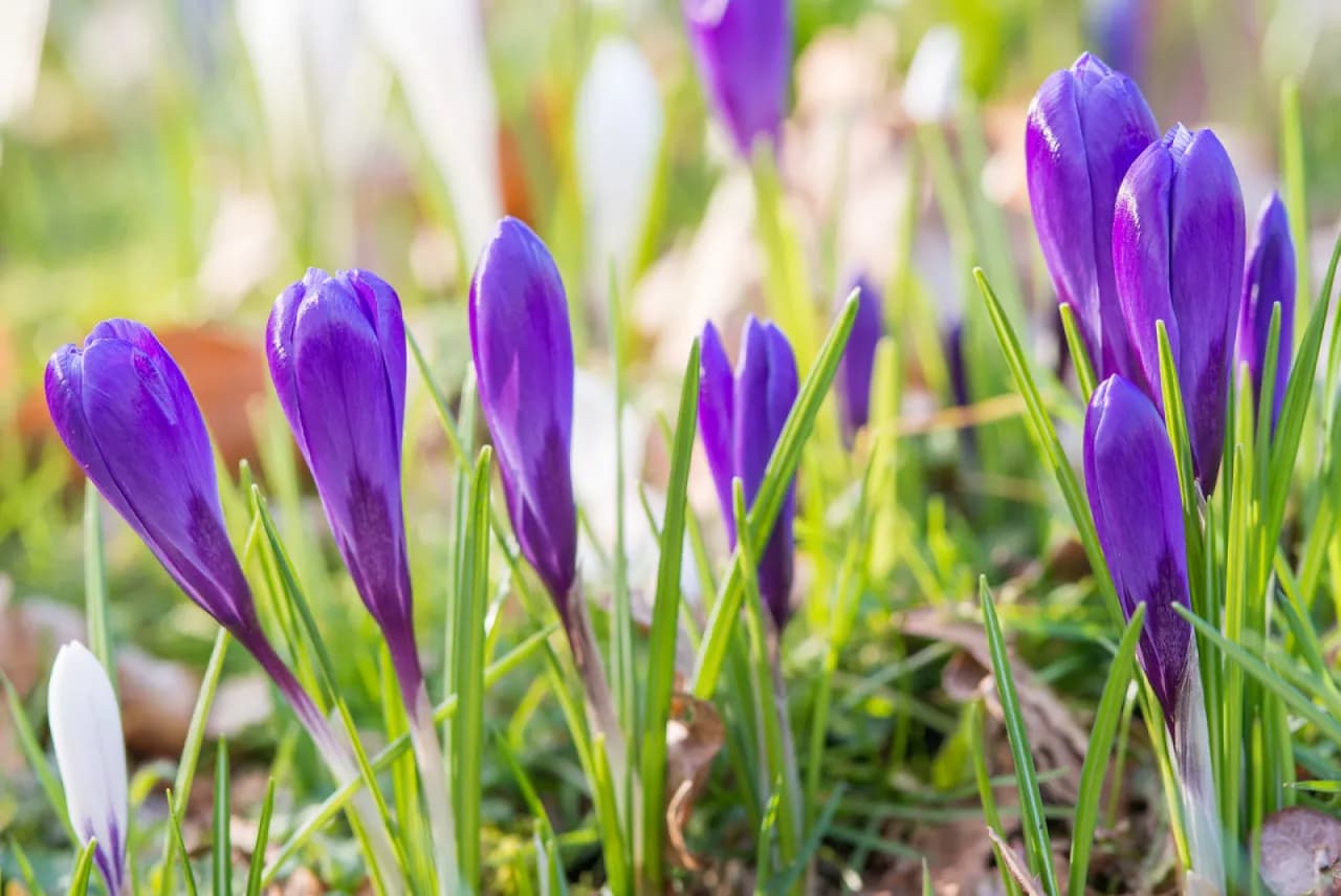 Co robić w ogrodzie w marcu, by uniknąć błędów i cieszyć się pięknem wiosny