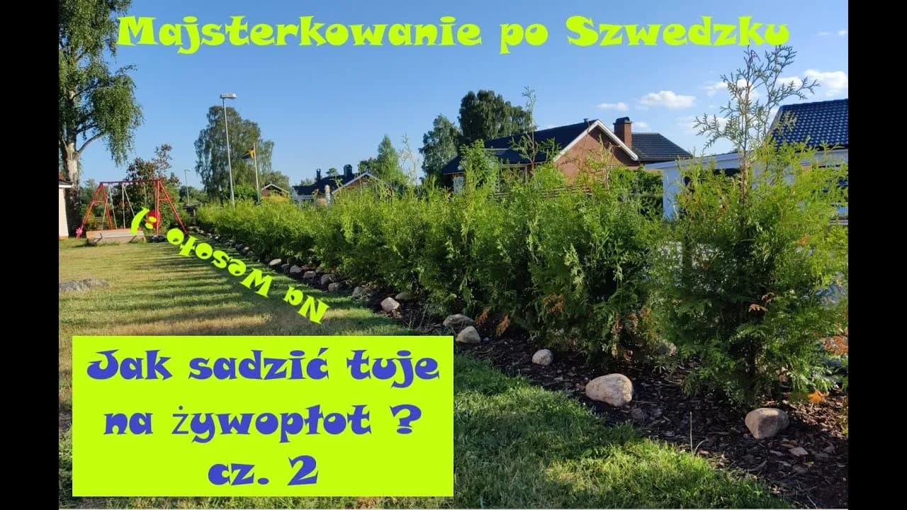 Jak sadzić tuje Brabant, aby uniknąć najczęstszych błędów?