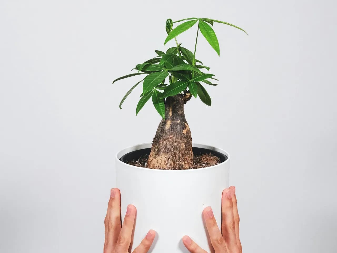 Jak kwitnie pachira i co zrobić, aby jej kwiaty zachwycały