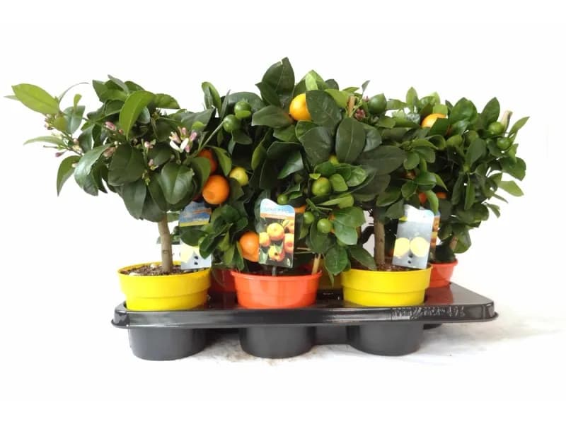 Gdzie kupić cytrynę w doniczce? Sprawdzone miejsca i porady