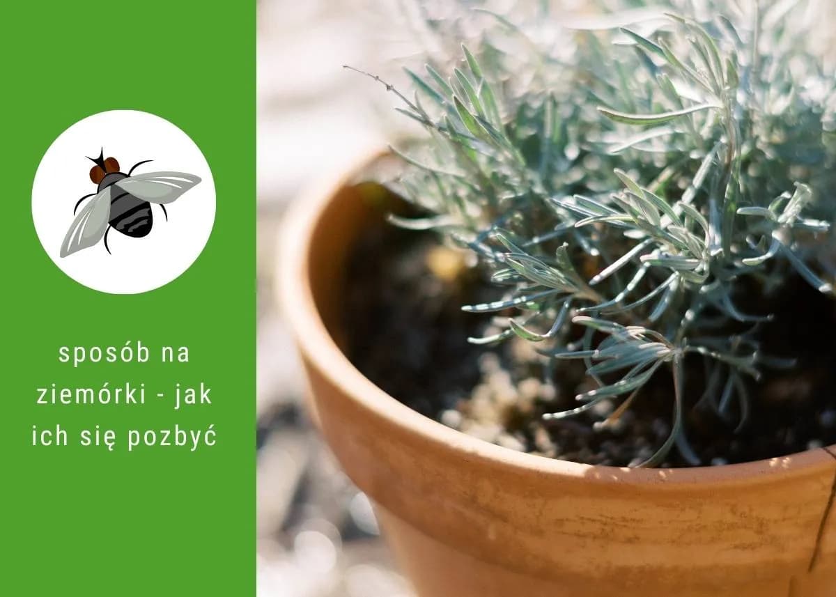Jak się pozbyć muszek z doniczek i uratować swoje rośliny