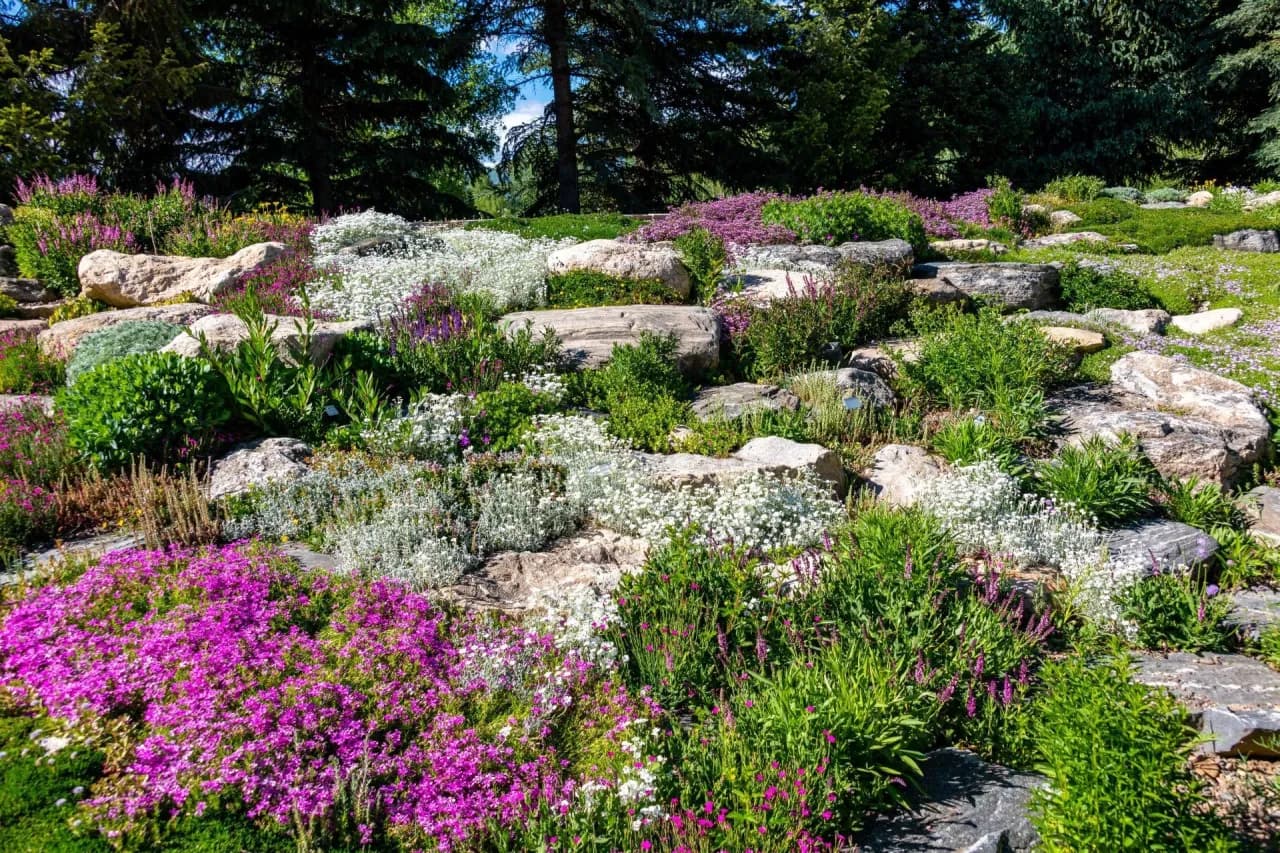 Jakie kwiaty na skalniak w słońcu – najlepsze gatunki i proste porady