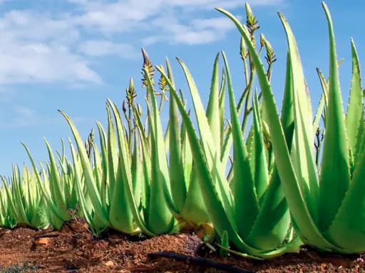 Jak posadzić aloes - proste sposoby na zdrową roślinę w domu
