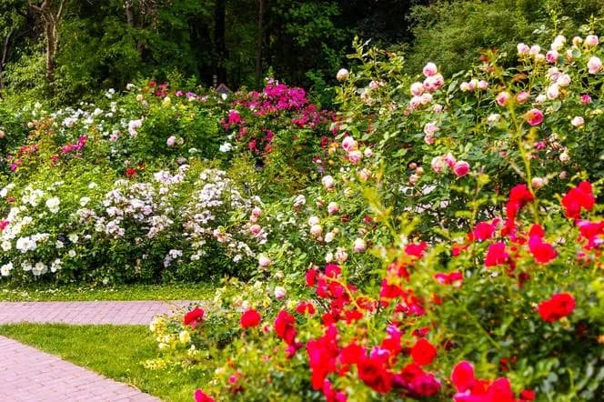 Jakie róże do ogrodu wybrać, aby uniknąć rozczarowań?