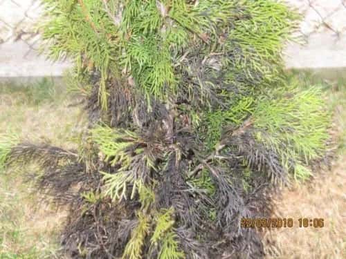 Czerniejące tuje: przyczyny, diagnoza i ratunek. Jak uratować?