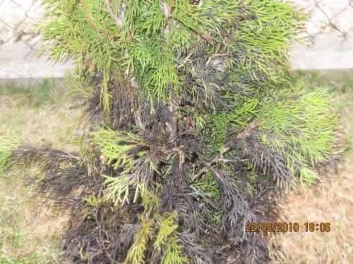 Czerniejące tuje: przyczyny, diagnoza i ratunek. Jak uratować?