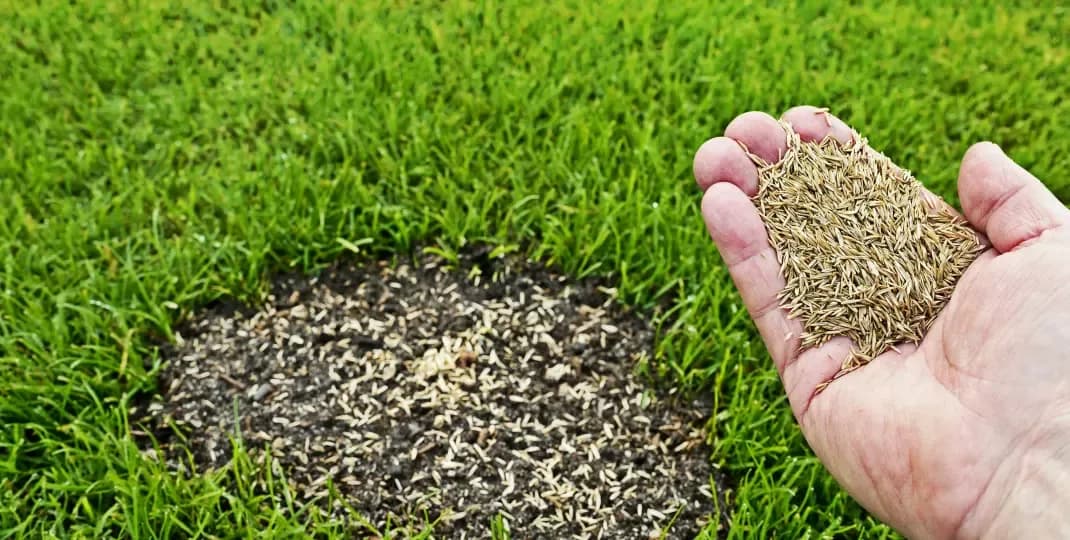 Jak skutecznie dosiać trawę na istniejący trawnik i uniknąć błędów