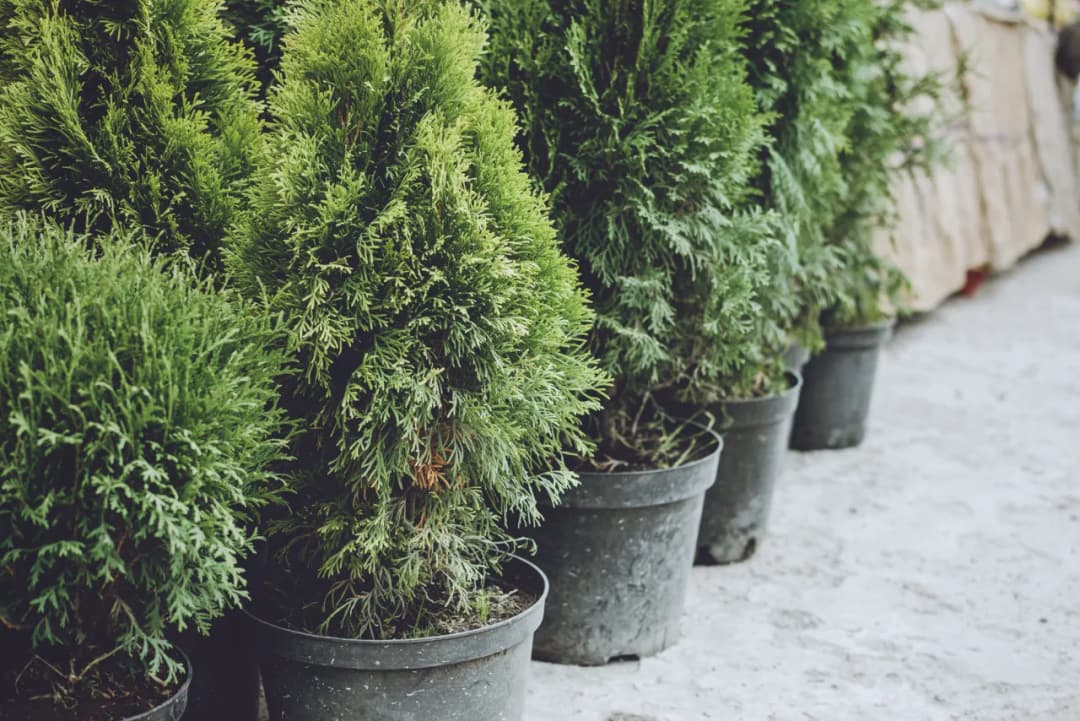 Jak długo wytrzyma choinka w doniczce? Kluczowe czynniki trwałości