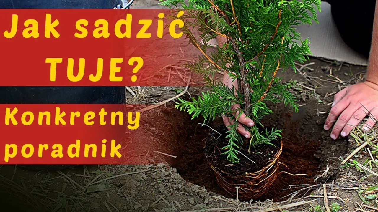 Jak posadzić tuje - uniknij najczęstszych błędów i ciesz się efektem