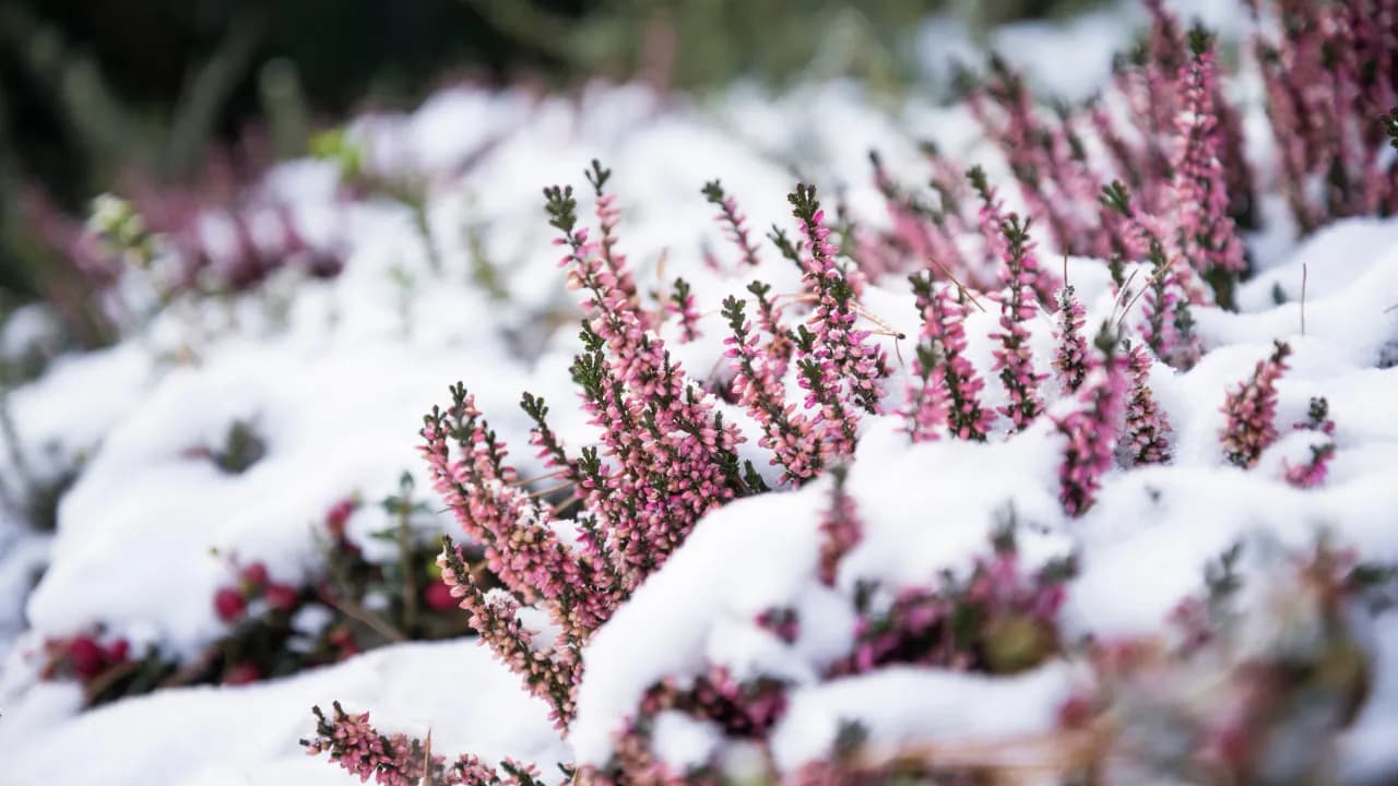 Czy wrzosy zimują w ogrodzie? Jak je skutecznie ochronić przed mrozem