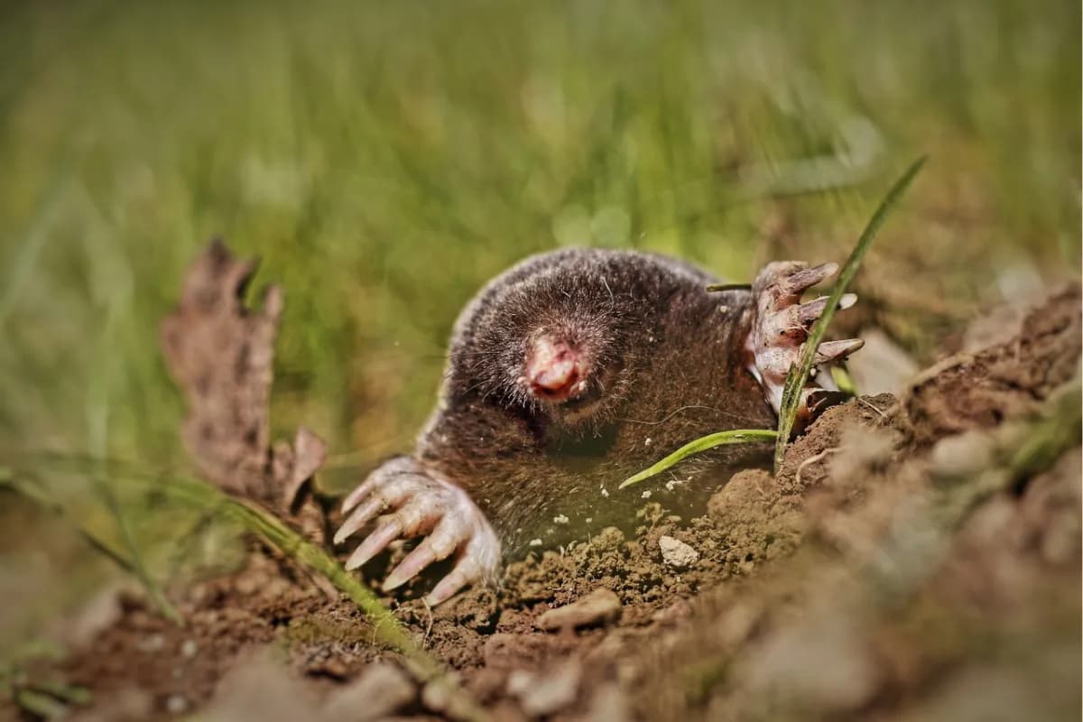Skuteczne sposoby na pozbycie się kretów w ogrodzie bez szkody dla roślin