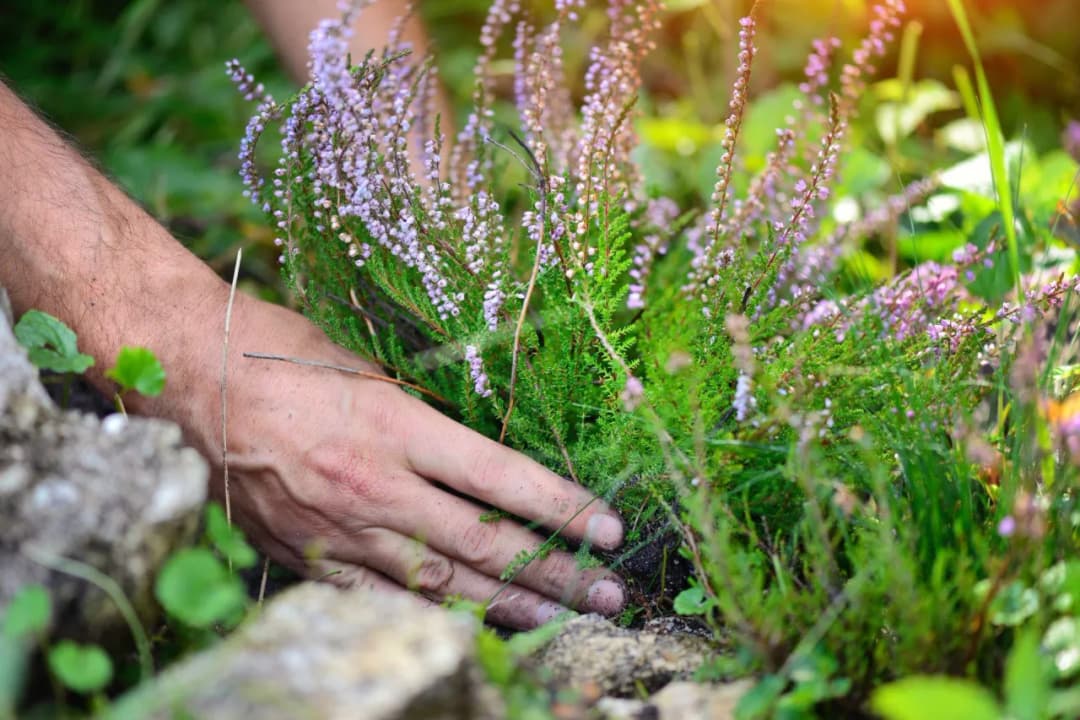 Kiedy sadzić wrzosy w ogrodzie, aby uniknąć błędów i cieszyć się pięknem?