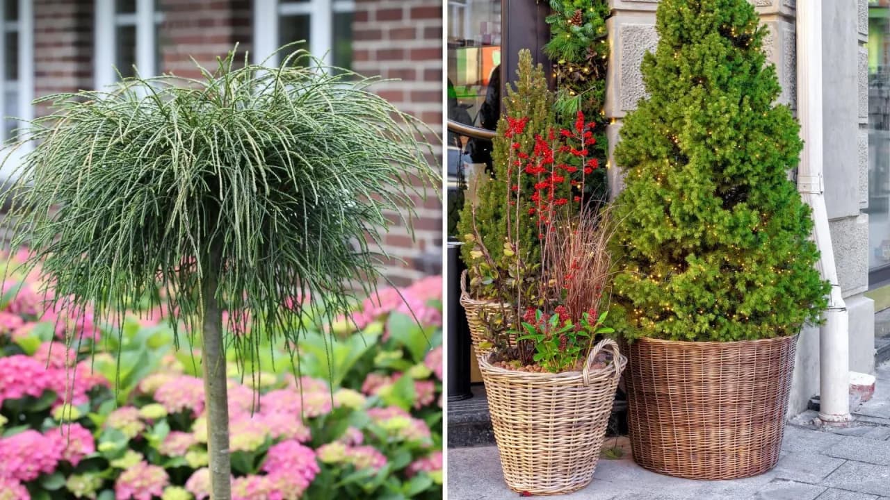 Jakie drzewa do donic na taras - piękne rośliny, które przetrwają