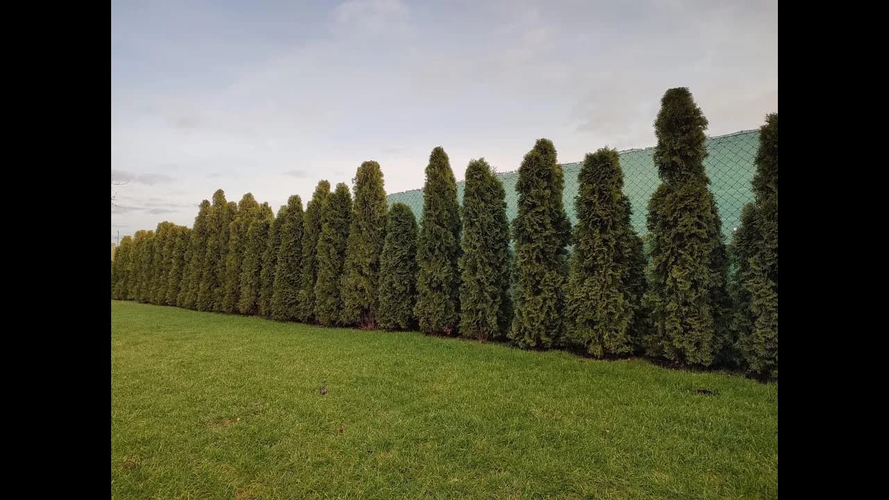 Jak przesadzić duże tuje i uniknąć ich uszkodzenia podczas przeprowadzki