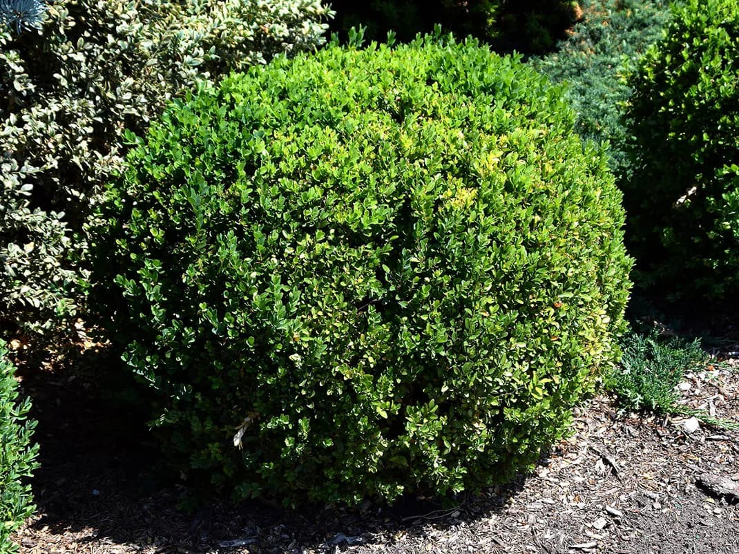 Co ile sadzić bukszpan na żywopłot, aby uniknąć błędów w ogrodzie