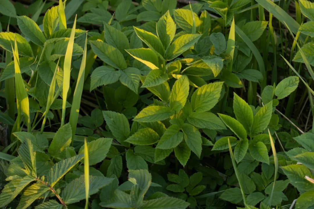 Jak skutecznie pozbyć się podagrycznika z ogrodu – sprawdzone metody i porady