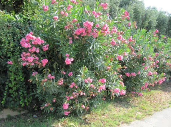 Czy oleander może zimować w ogrodzie? Jak uniknąć ryzyka i ochronić roślinę przed mrozem