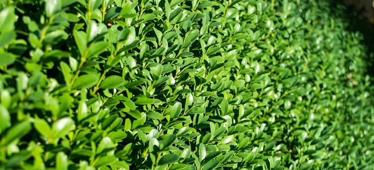 Jaki jałowiec na żywopłot – najlepsze odmiany i ich pielęgnacja