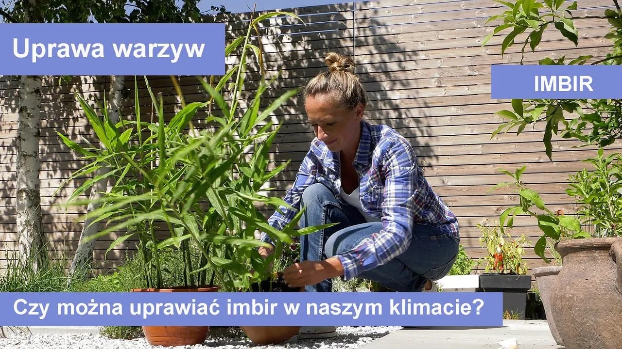Jak posadzić imbir, aby uzyskać zdrowe i smaczne plony?