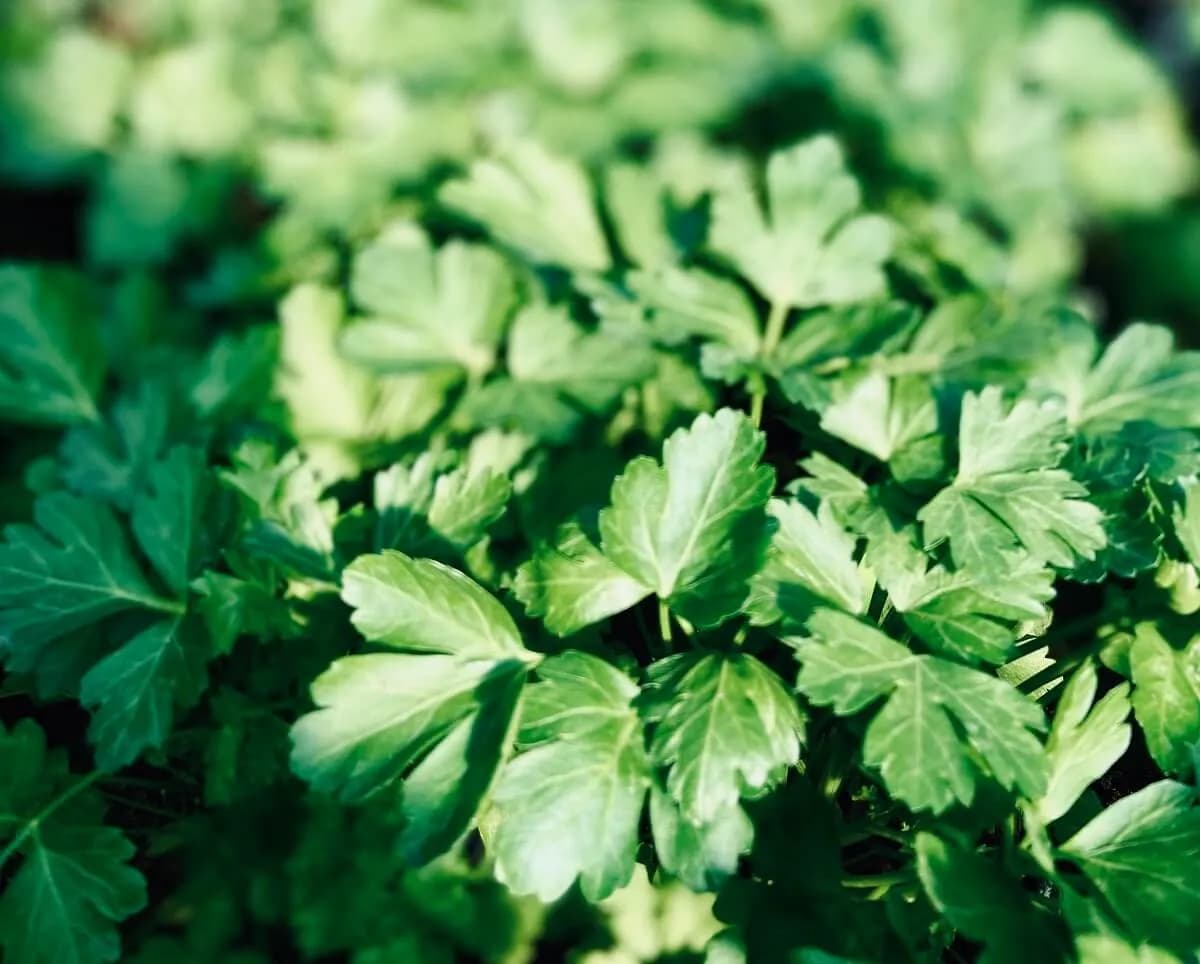 Jakie zioła można sadzić razem w doniczce, aby uniknąć problemów?