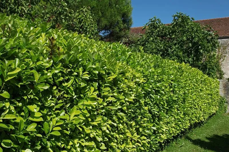 Z czego żywopłot szybko rosnący? Oto najlepsze rośliny do wyboru