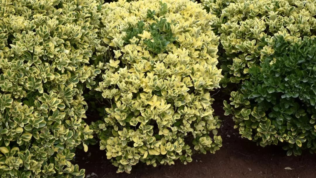 Trzmielina na żywopłot - co ile sadzić, aby uniknąć błędów