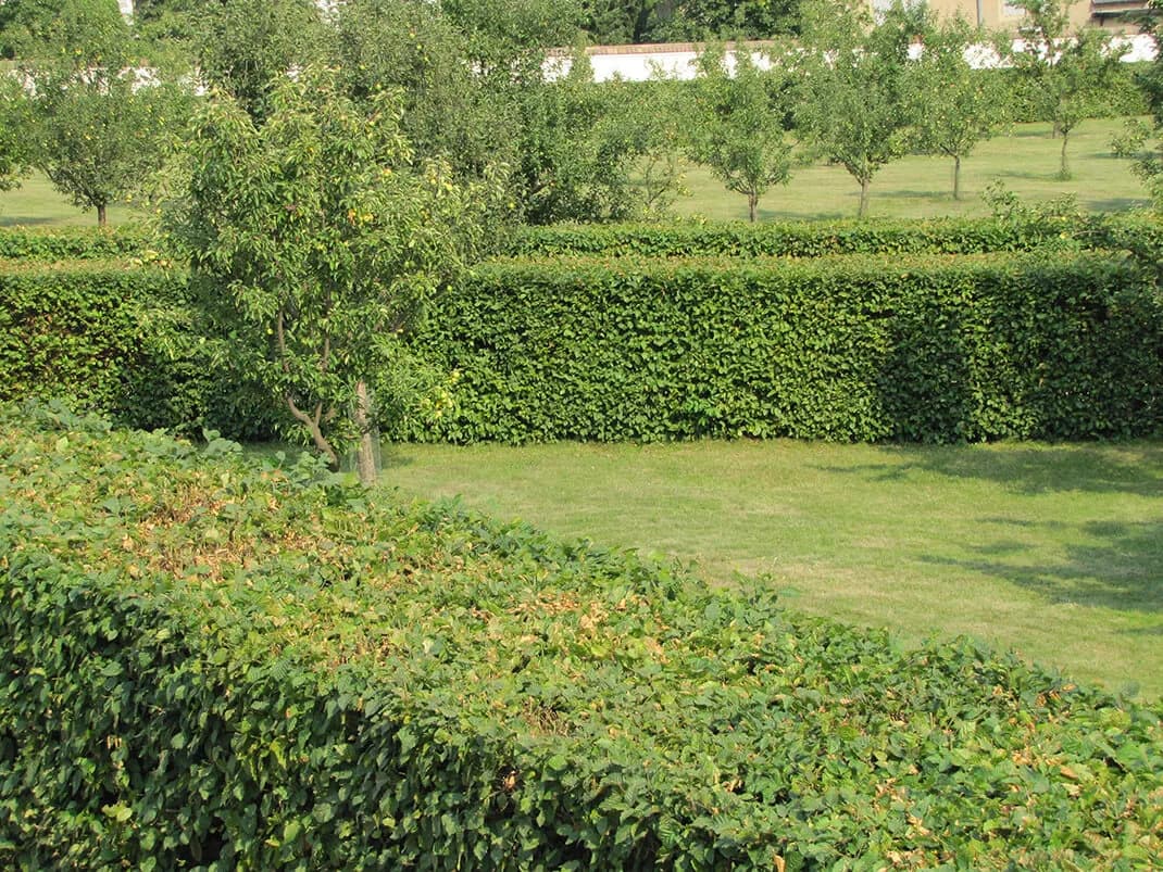 Jak sadzić żywopłot z grabu - uniknij najczęstszych błędów i zyskaj piękny efekt