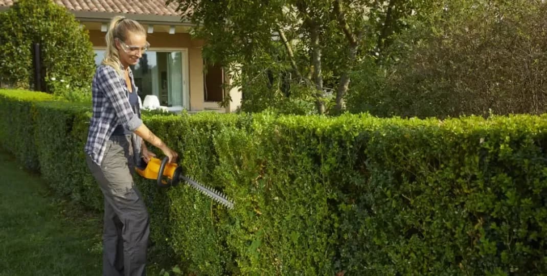 Kiedy przycinać żywopłot liściasty, aby uniknąć błędów w pielęgnacji