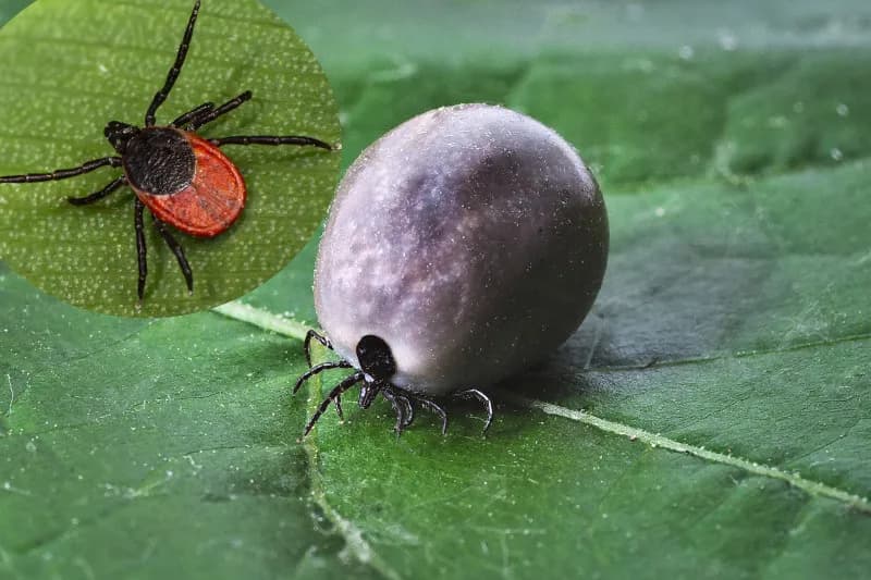Jak skutecznie odstraszyć kleszcze w ogrodzie – naturalne i sprawdzone metody