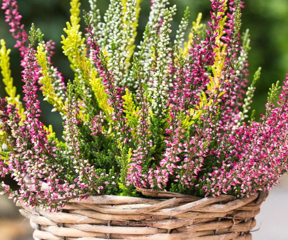 Jak dbać o wrzosy w ogrodzie, aby uniknąć najczęstszych błędów