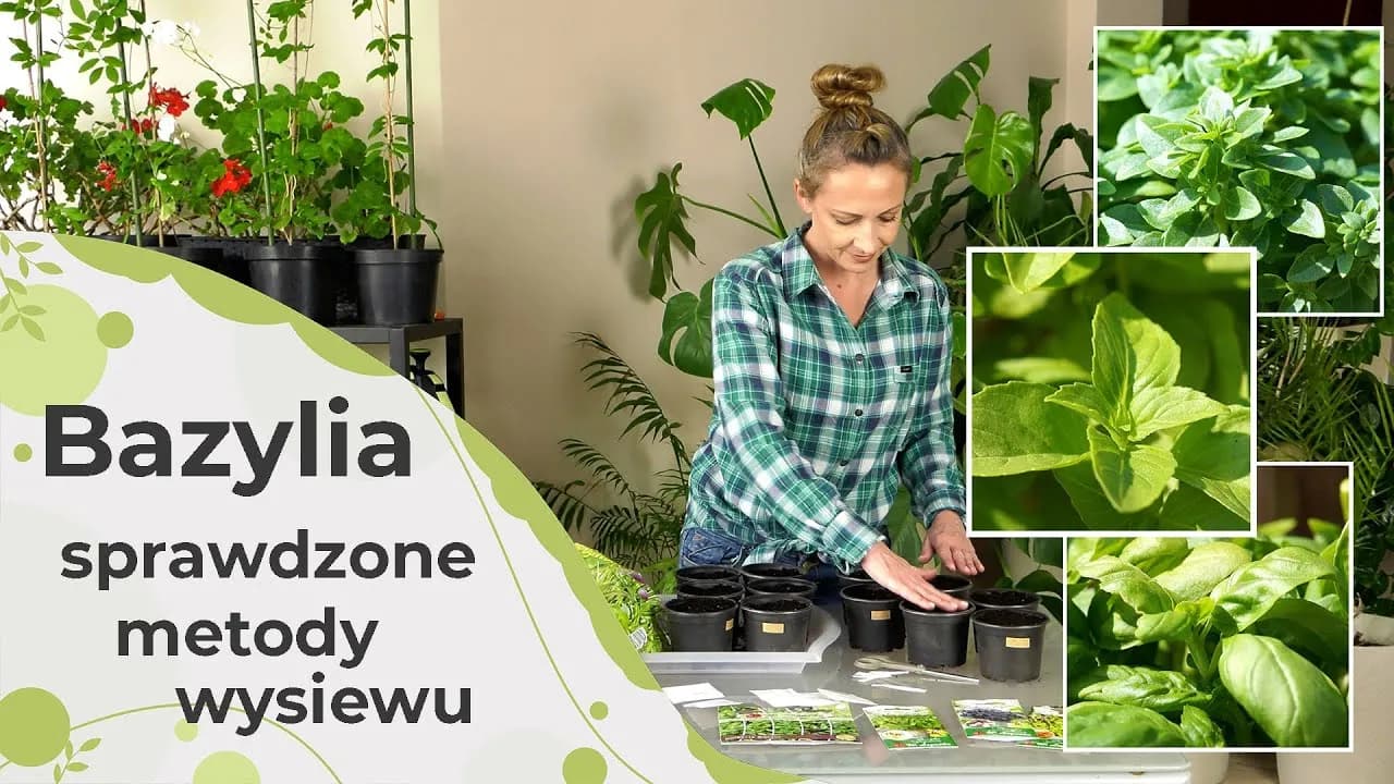 Jak siać bazylię w doniczce, aby uniknąć najczęstszych błędów